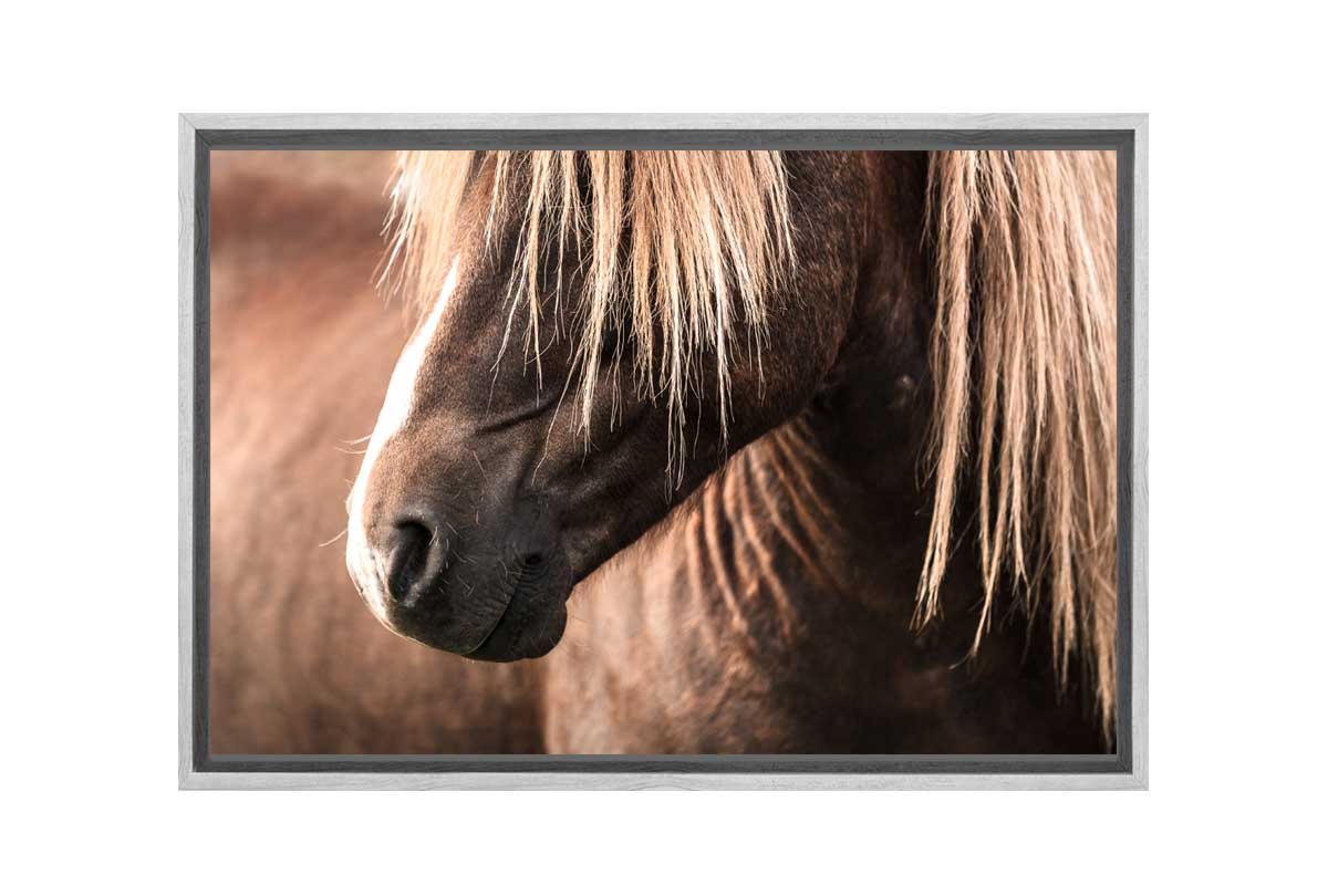 Icelandic Horse 3 | Canvas Wall Art Print - Final Touch Decor