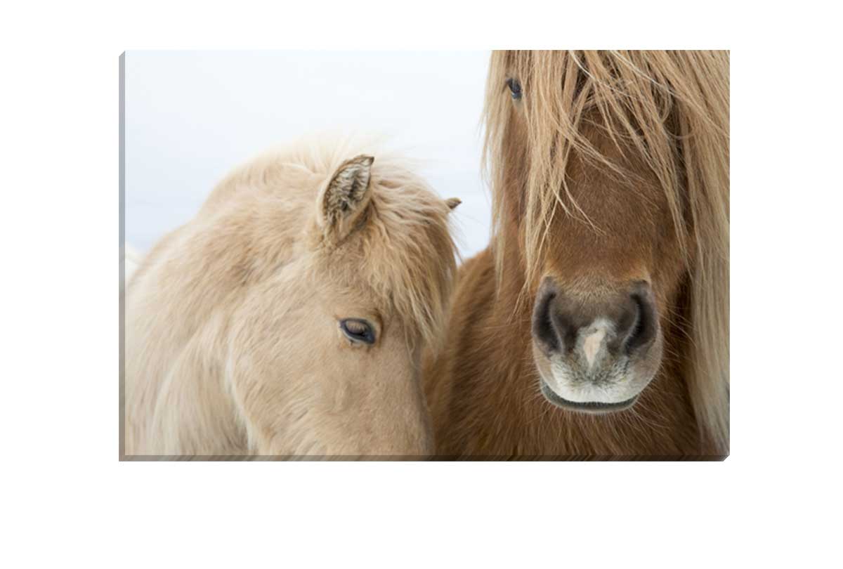 Icelandic Horses 2 | Canvas Art Print - Final Touch Decor