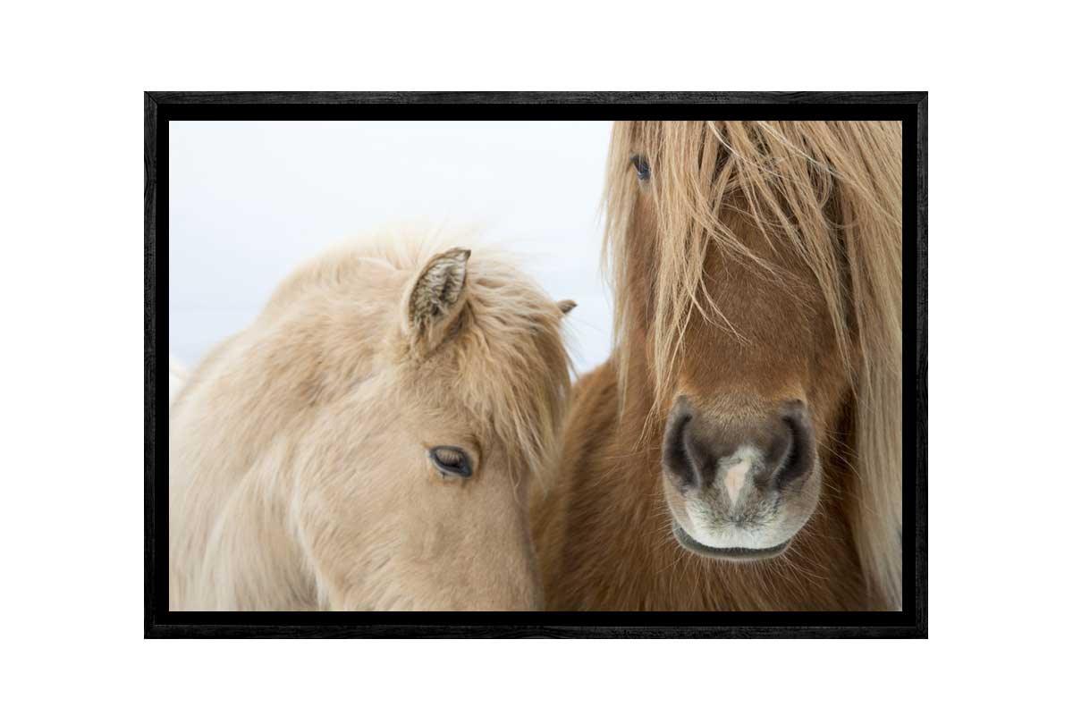 Icelandic Horses 2 | Canvas Art Print - Final Touch Decor