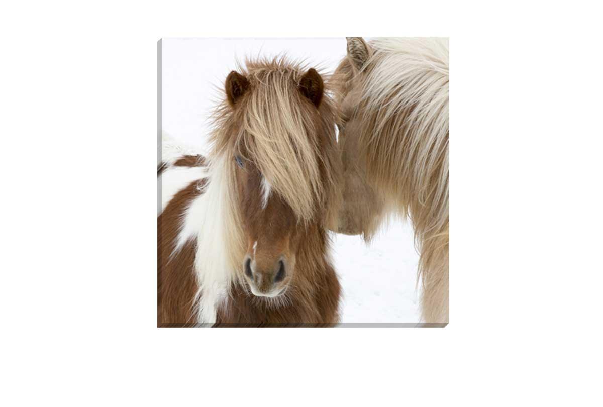 Icelandic Horses 3 | Canvas Wall Art Print - Final Touch Decor