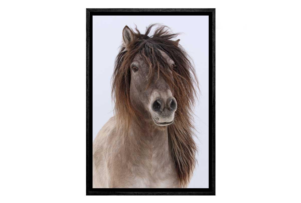 Shaggy Colt | Canvas Art Print - Final Touch Decor