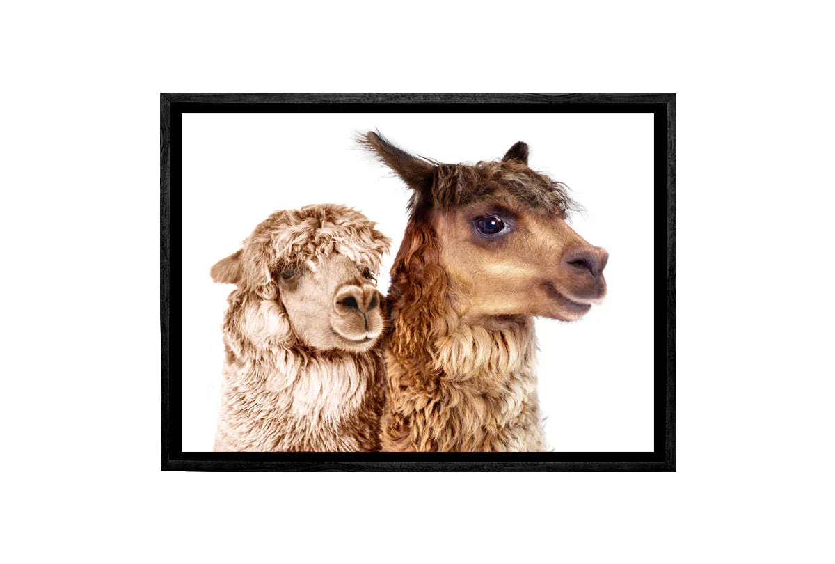 Alpaca Pair | Canvas Wall Art Print - Final Touch Decor