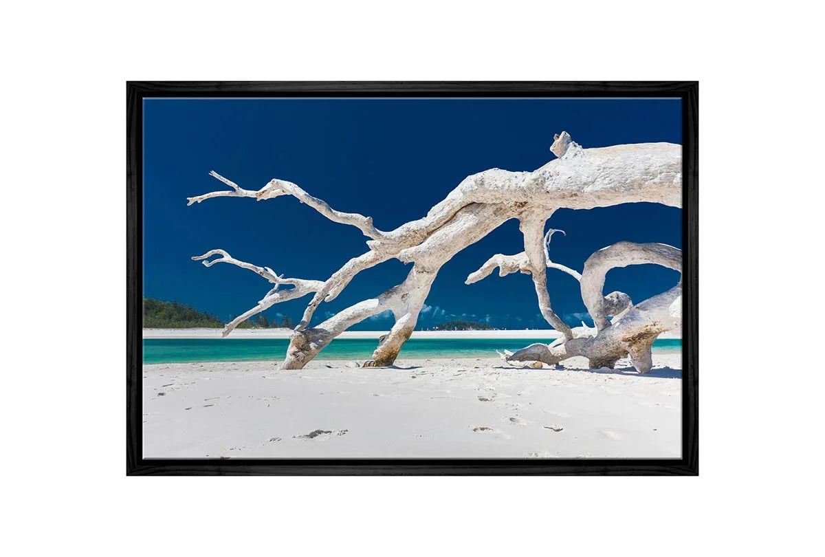 Driftwood, Whitehaven Beach, Australia | Canvas Wall Art Print - Final Touch Decor