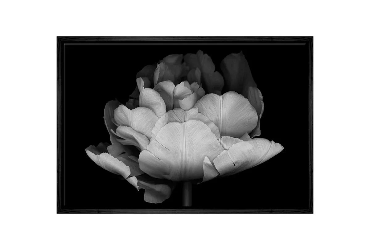 Monochrome Tulip | Canvas Wall Art Print - Final Touch Decor