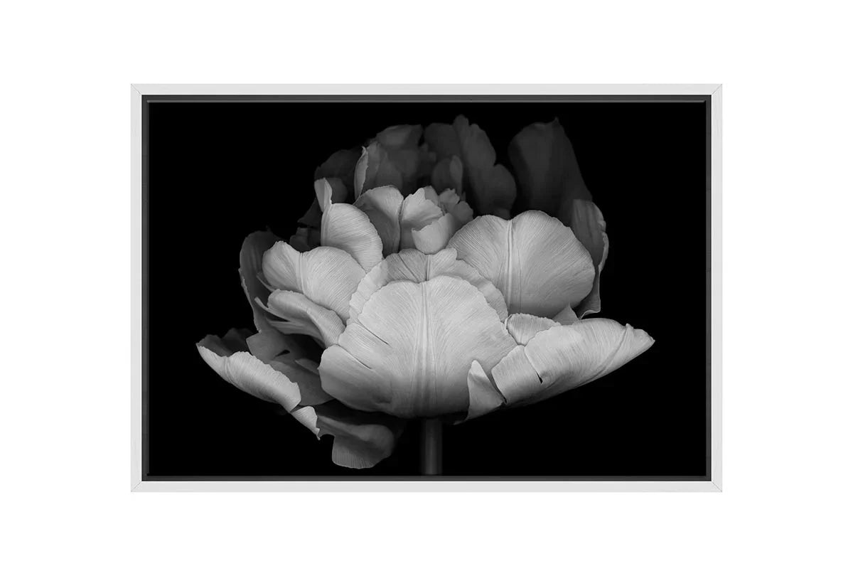 Monochrome Tulip | Canvas Wall Art Print - Final Touch Decor