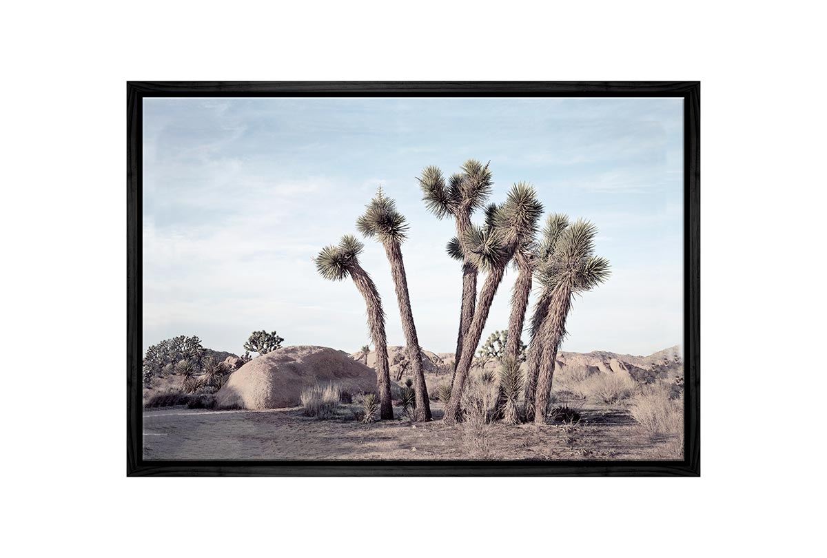 Desert Joshua Trees Canvas Wall Art Print - Final Touch Decor