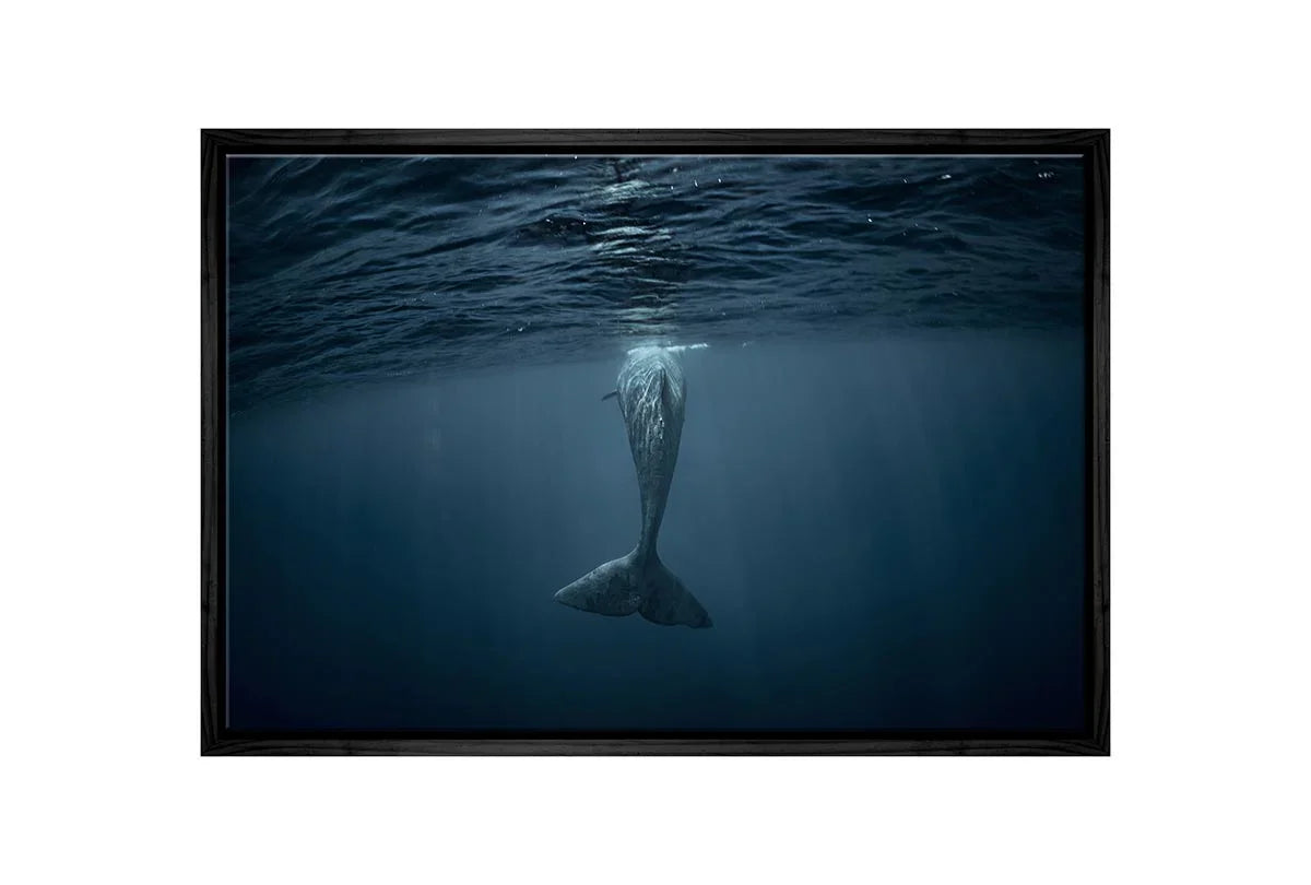 Whale from Below | Wall Art Print - Final Touch Decor