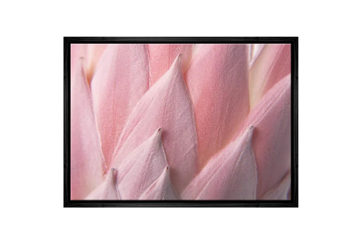 Pink Protea Up Close | Canvas Wall Art Print - Final Touch Decor