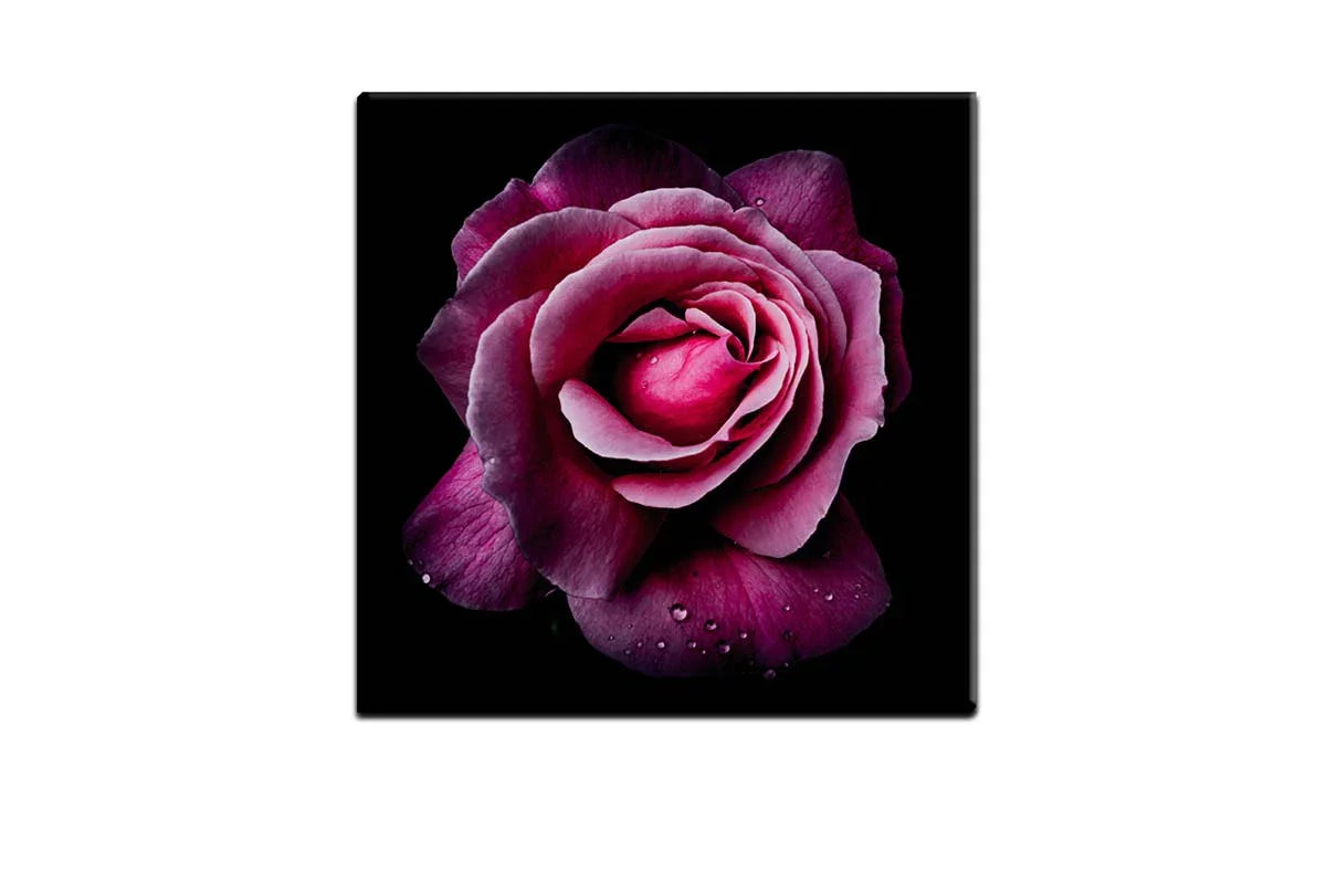 Deep Pink Rose | Canvas Wall Art Print - Final Touch Decor