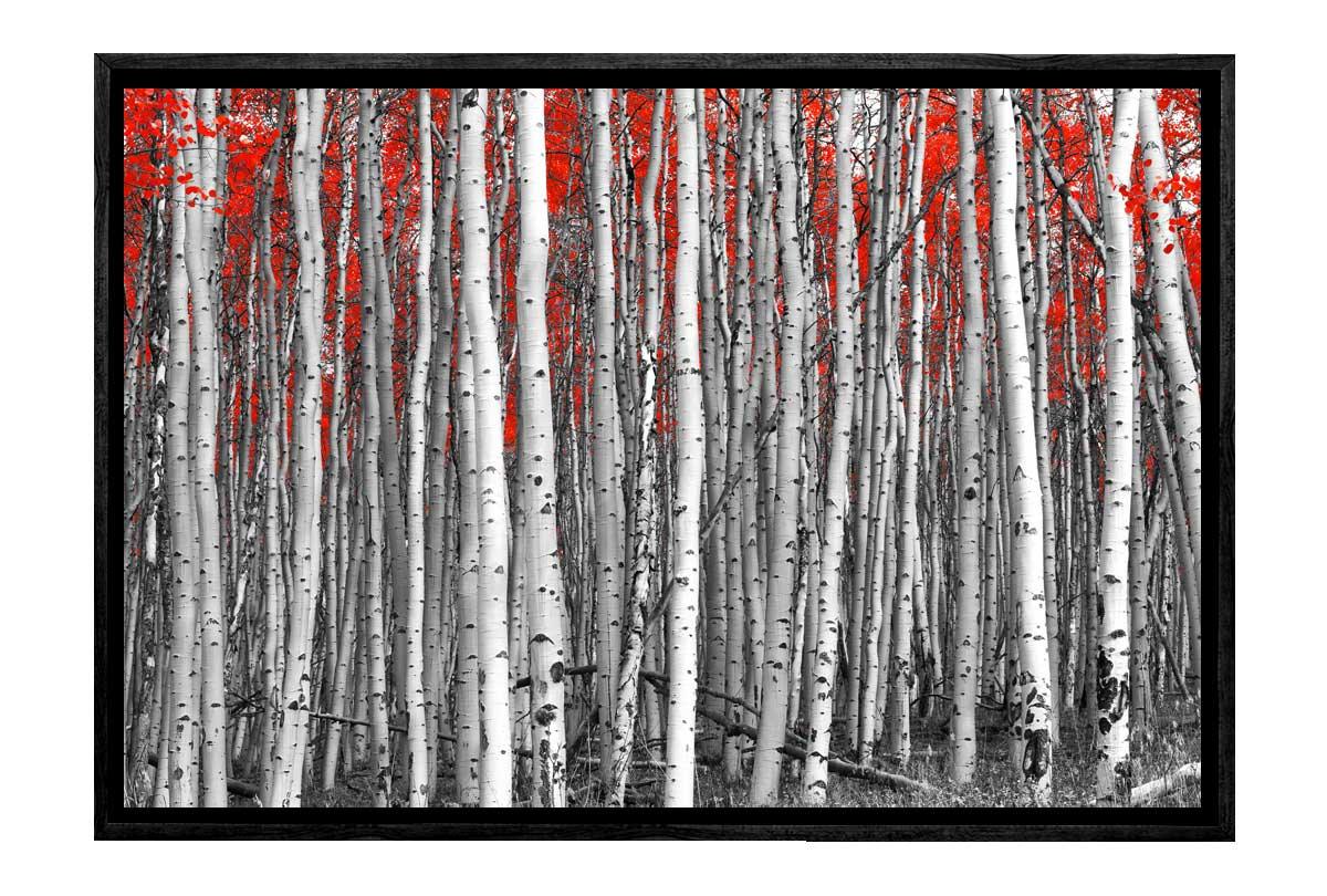 Birch Forest | Canvas Wall Art Print - Final Touch Decor