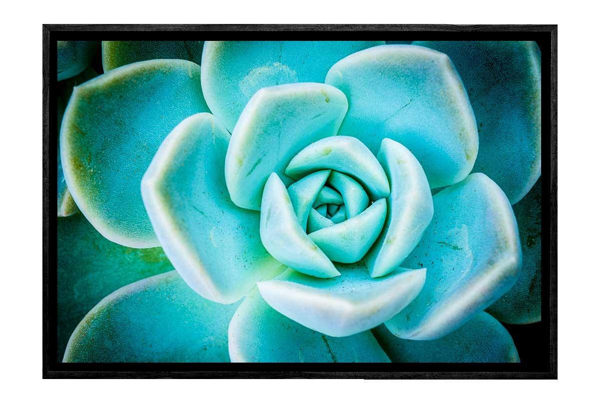 Succulent Green | Canvas Wall Art Decor - Final Touch Decor