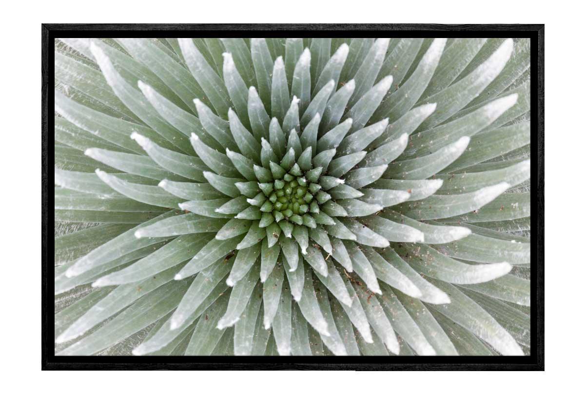 Petal Pattern | Canvas Art Print - Final Touch Decor