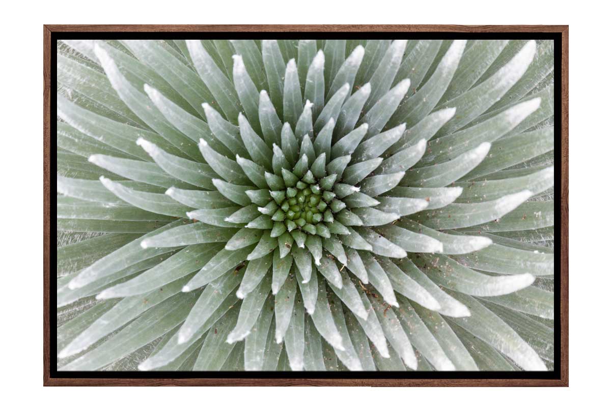 Petal Pattern | Canvas Art Print - Final Touch Decor
