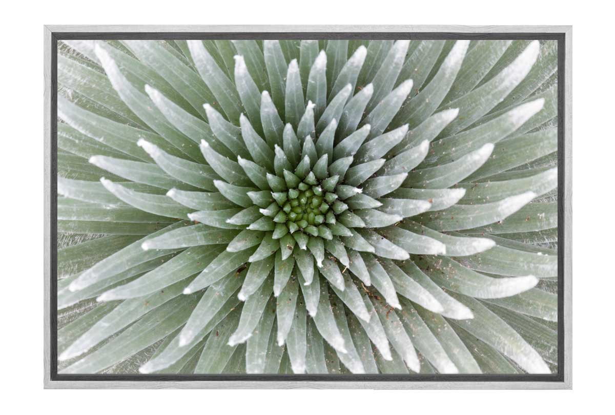 Petal Pattern | Canvas Art Print - Final Touch Decor