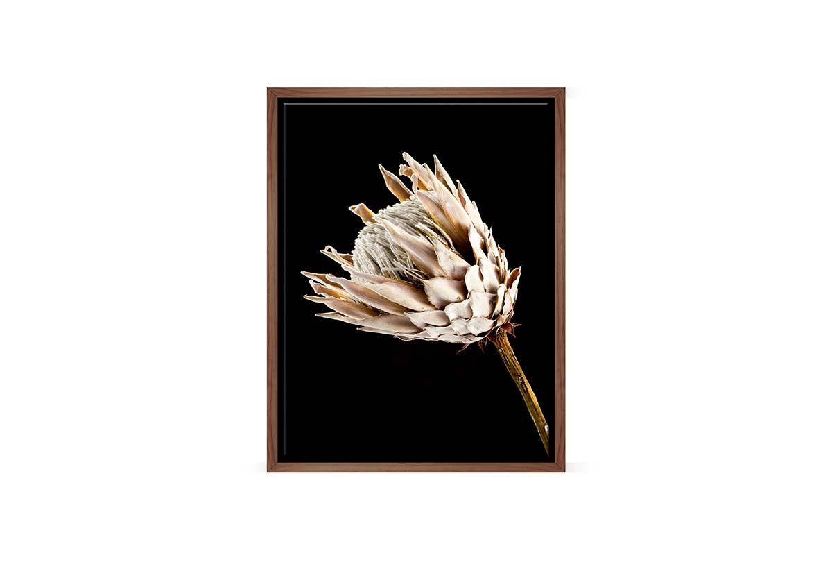 Protea | Canvas Wall Art Print - Final Touch Decor