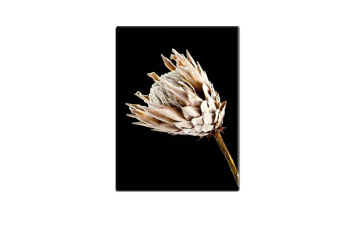 Protea | Canvas Wall Art Print - Final Touch Decor
