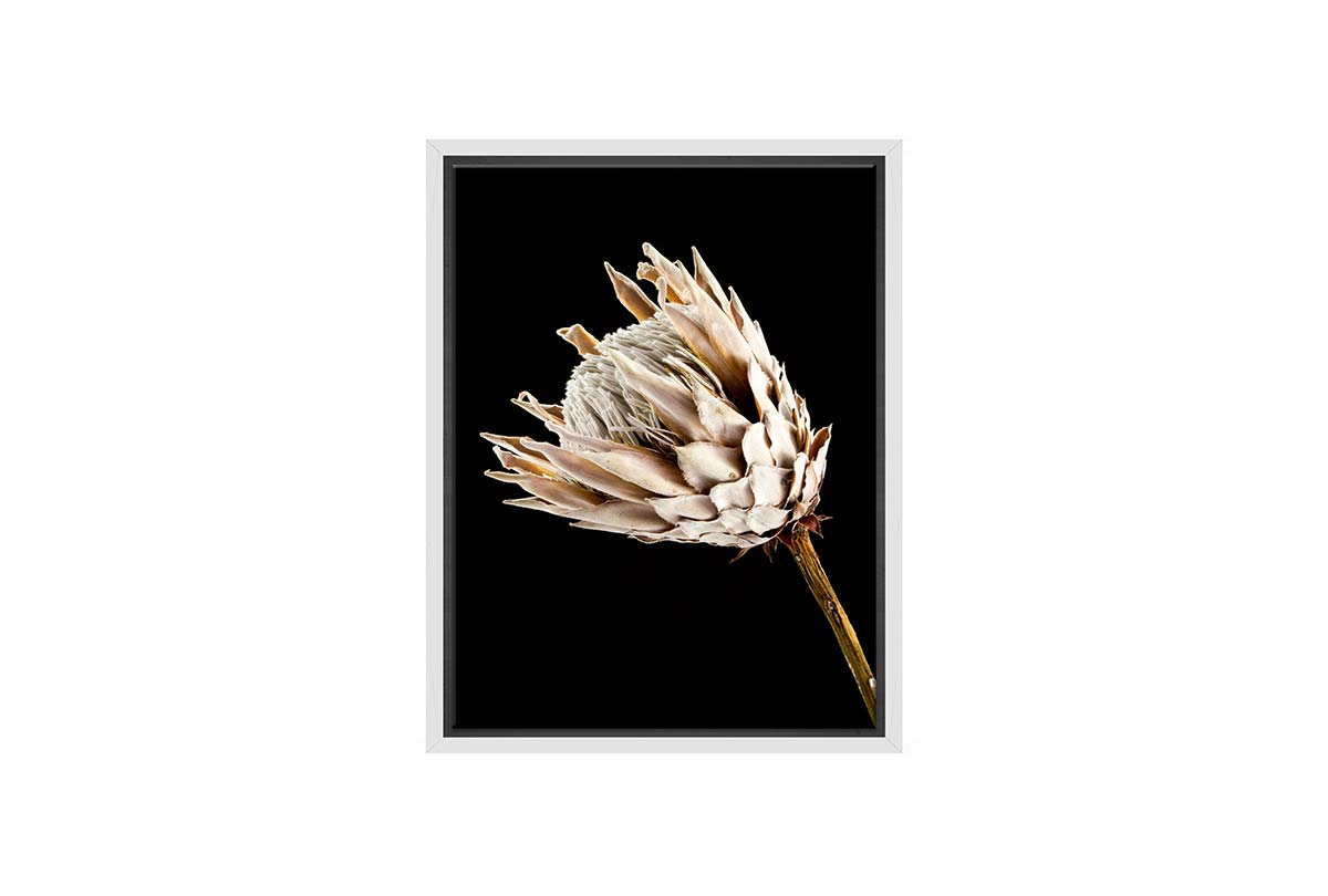 Protea | Canvas Wall Art Print - Final Touch Decor