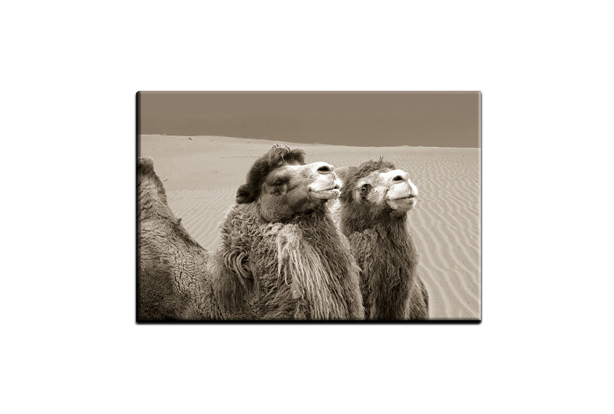 Camels | Canvas Wall Art Print - Final Touch Decor
