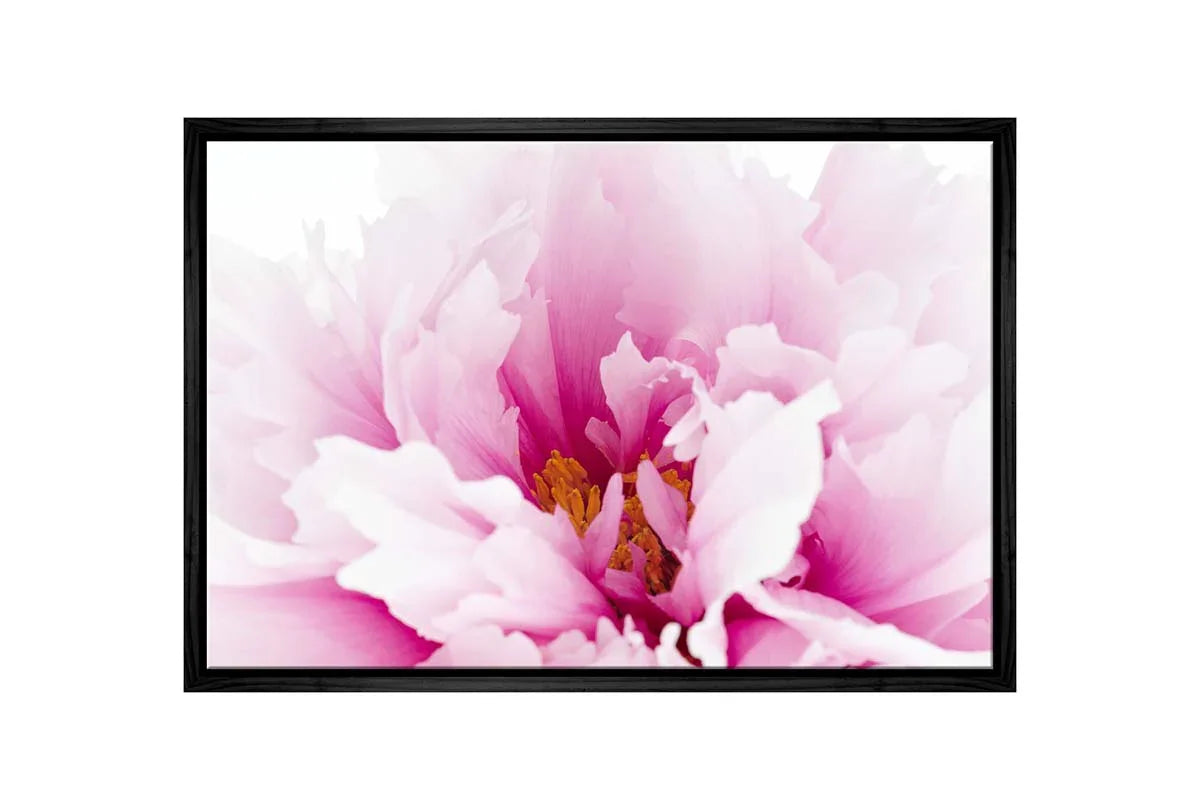 Pink Peony Close-Up | Canvas Wall Art Print - Final Touch Decor