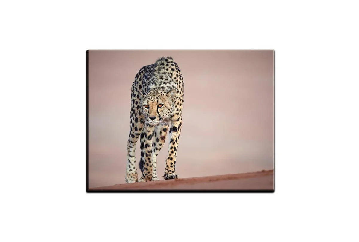 Stalking Cheetah | Animal Canvas Wall Art Print - Final Touch Decor