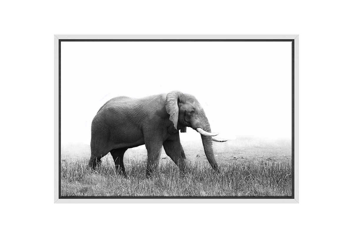 Wondering Elephant | Animal Canvas Wall Art Print - Final Touch Decor