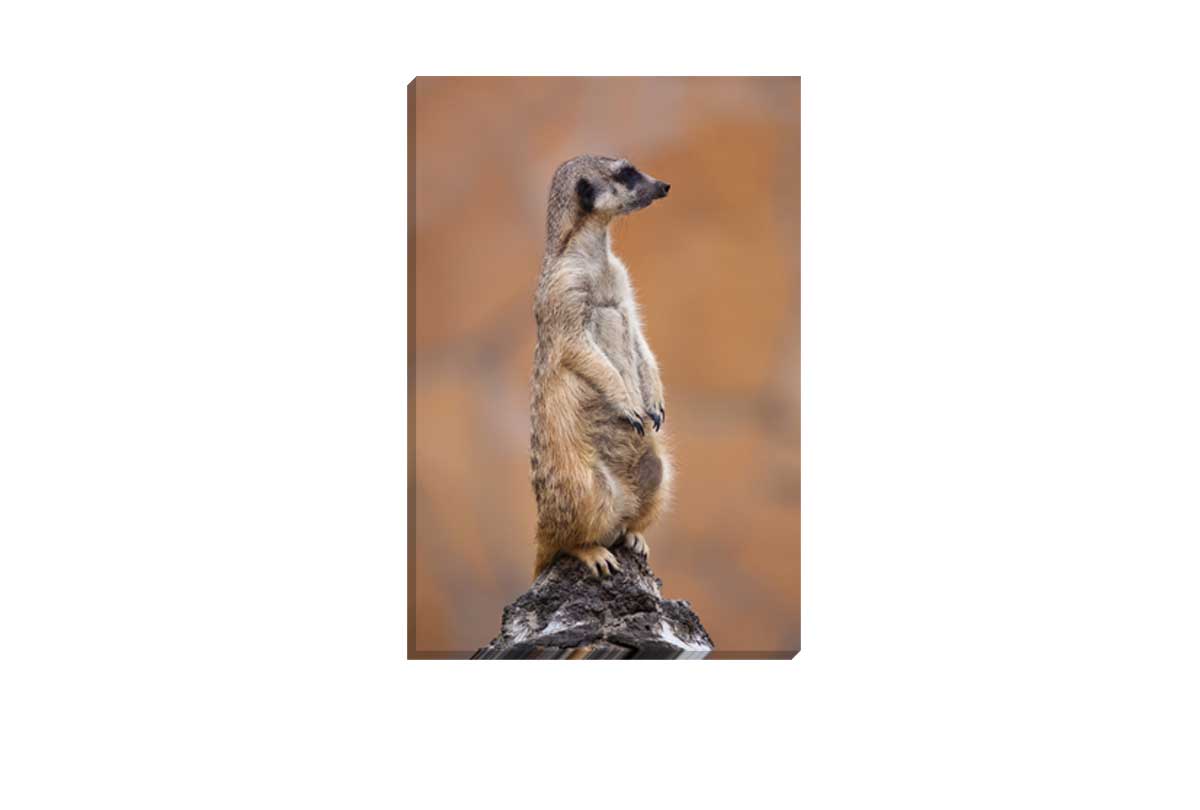 Meerkat | Canvas Wall Art Print - Final Touch Decor