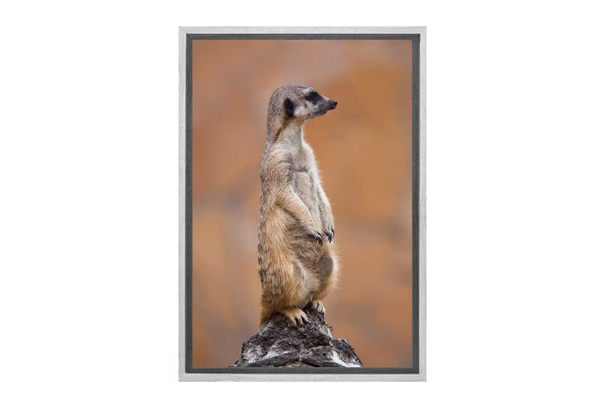 Meerkat | Canvas Wall Art Print - Final Touch Decor