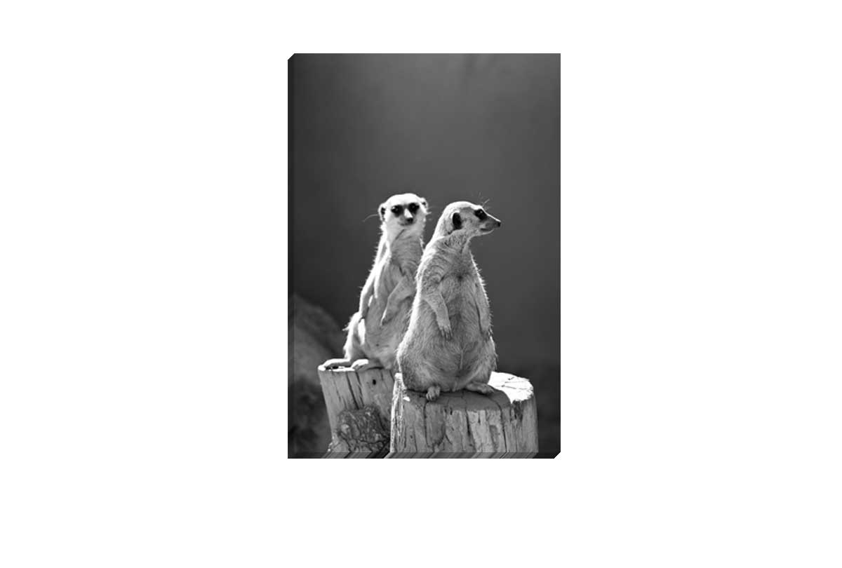 Meerkats Black and White | Canvas Wall Art Print - Final Touch Decor