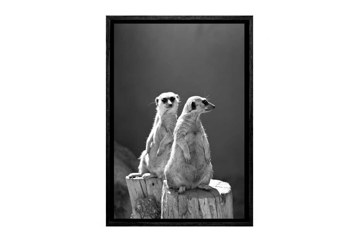 Meerkats Black and White | Canvas Wall Art Print - Final Touch Decor