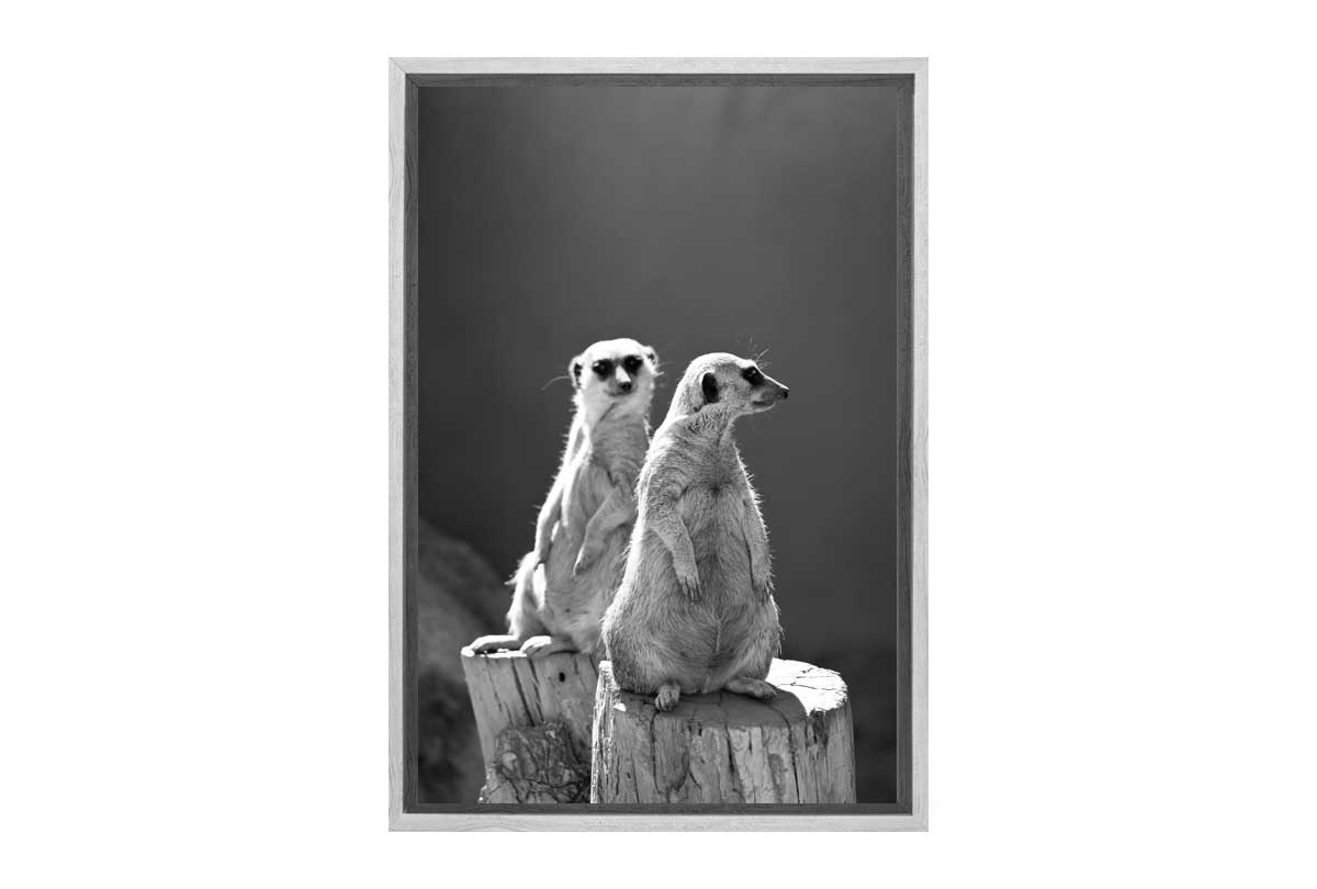 Meerkats Black and White | Canvas Wall Art Print - Final Touch Decor