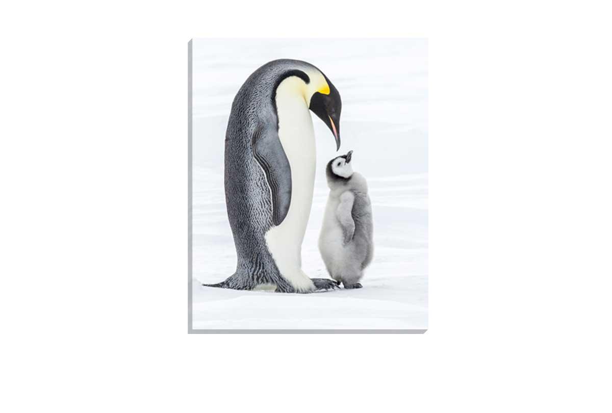Penguin With Chick Watercolour | Canvas Wall Art Print - Final Touch Decor