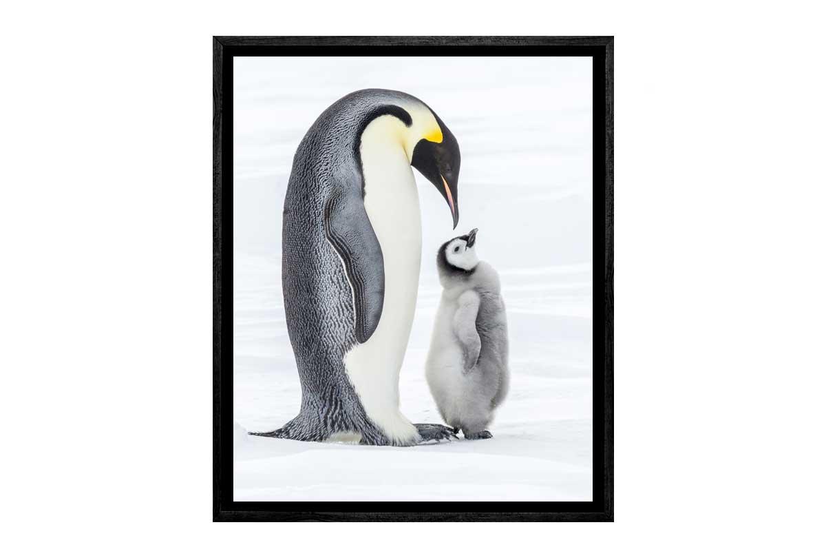 Penguin With Chick Watercolour | Canvas Wall Art Print - Final Touch Decor