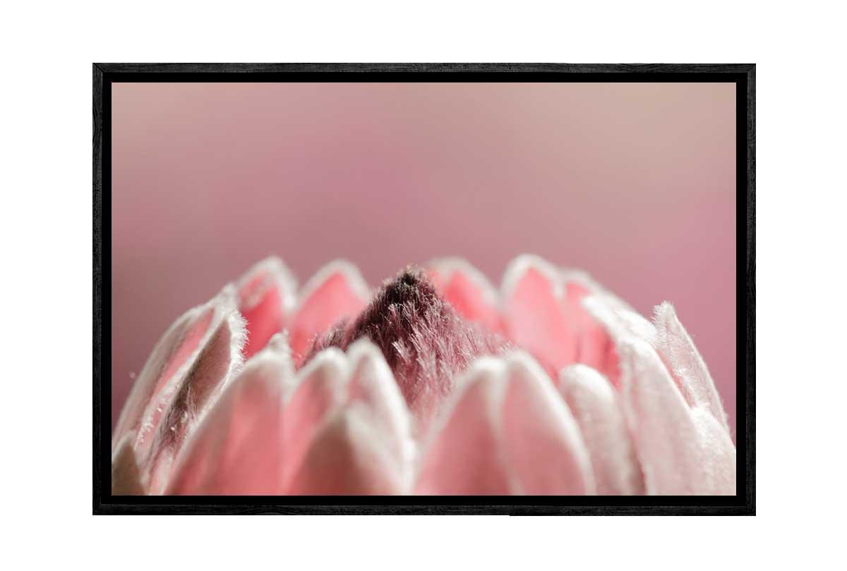 Pink Protea Macro | Floral Wall Art - Final Touch Decor