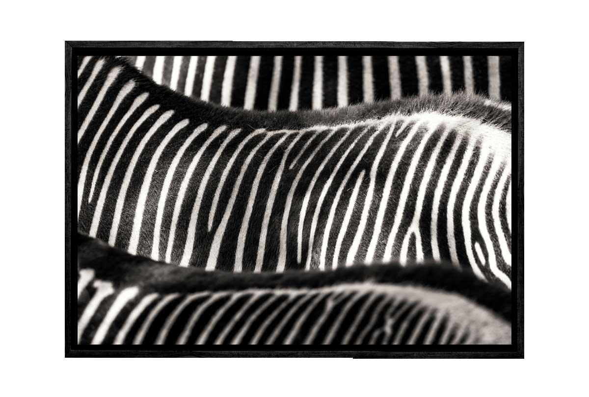 Zebra 3 | Animal Wall Art Print - Final Touch Decor