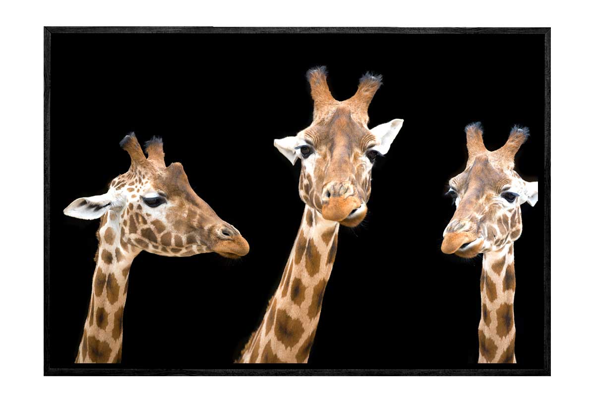 Giraffe Trio | Animal Wall Art Print