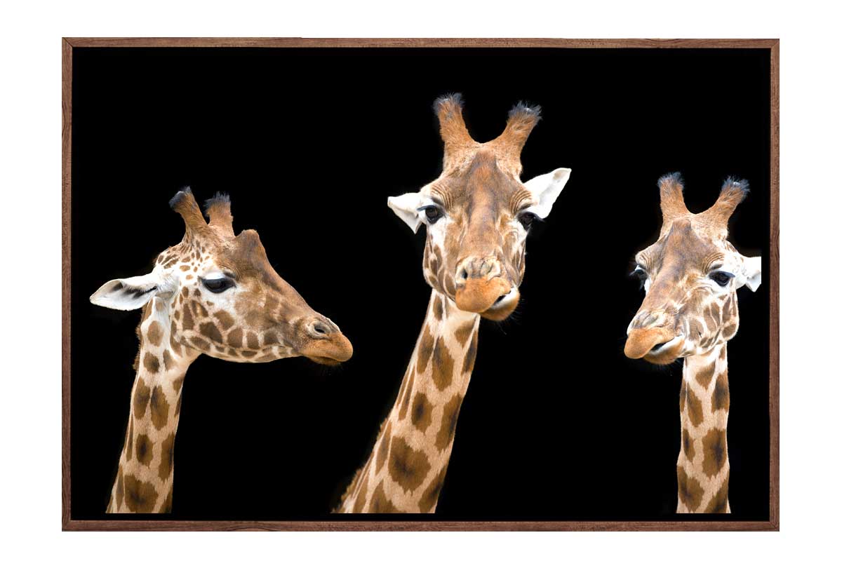 Giraffe Trio | Animal Wall Art Print