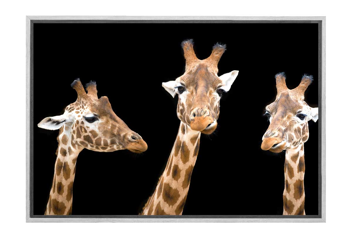 Giraffe Trio | Animal Wall Art Print