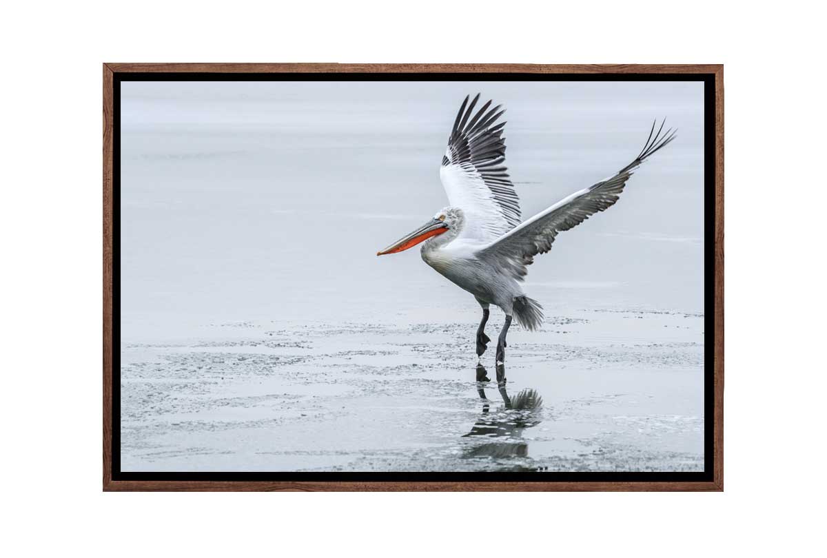 Pelican Landing | Bird Wall Art Print