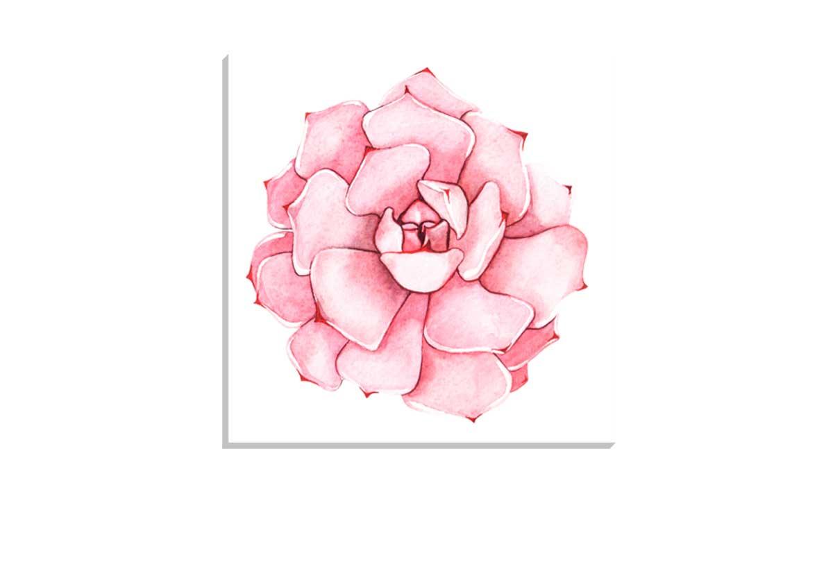 Pink Succulent Watercolour | Canvas Wall Art Print - Final Touch Decor
