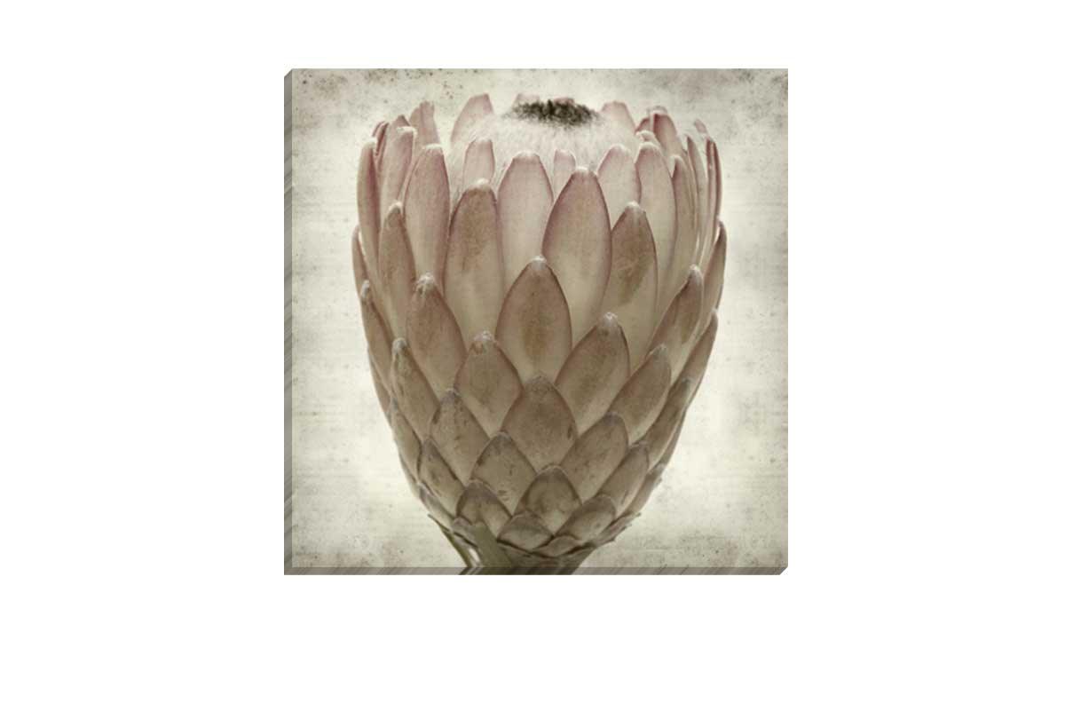 Sepia Protea | Canvas Wall Art Print - Final Touch Decor