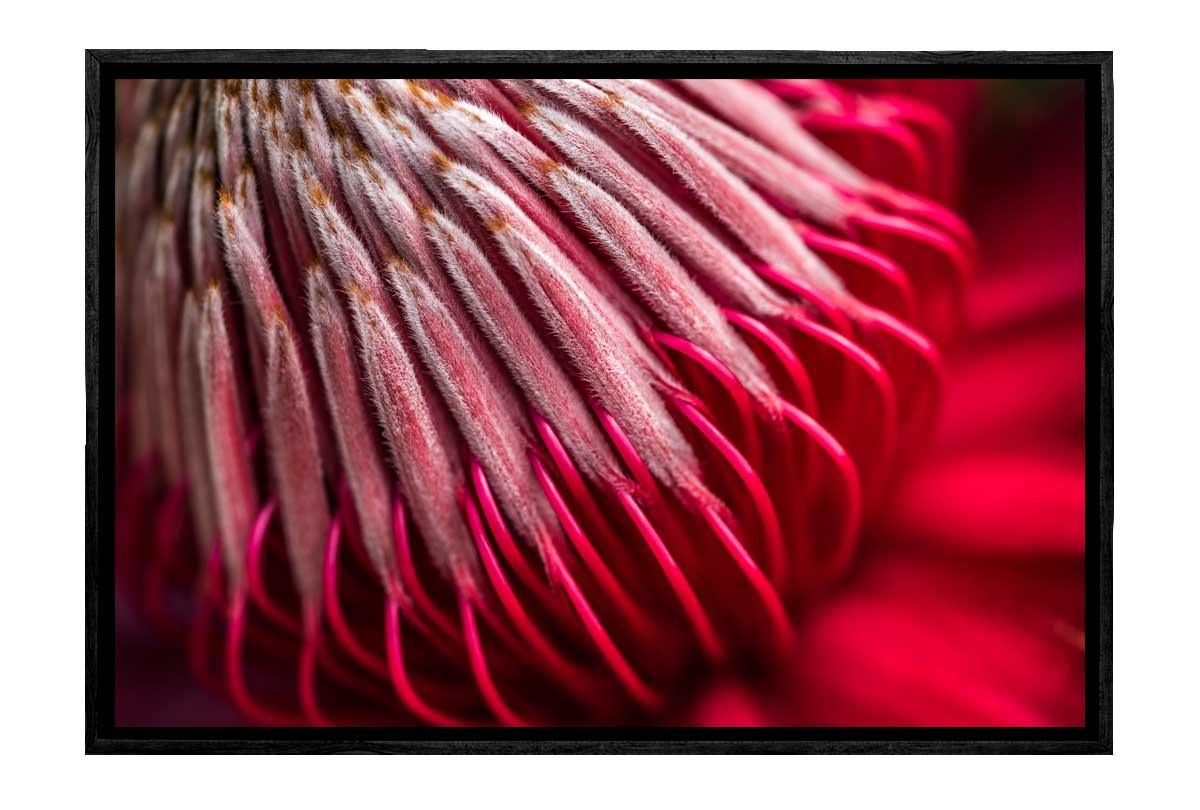 Red Protea Macro | Canvas Wall Art Print - Final Touch Decor