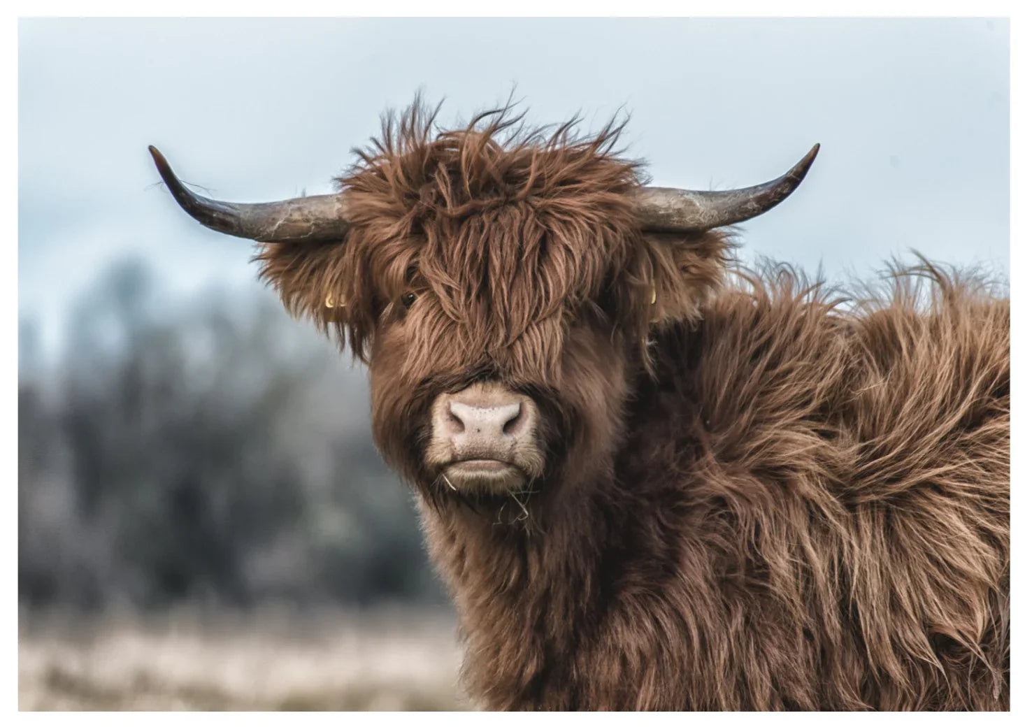 Highland Cow 2 | Wall Art Print - Final Touch Decor