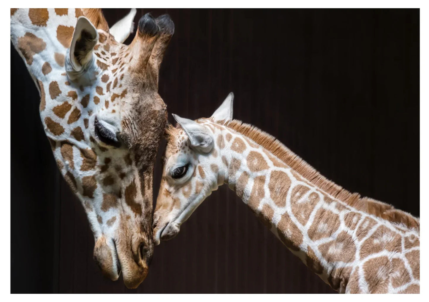 Giraffe 1 | Wall Art Print - Final Touch Decor