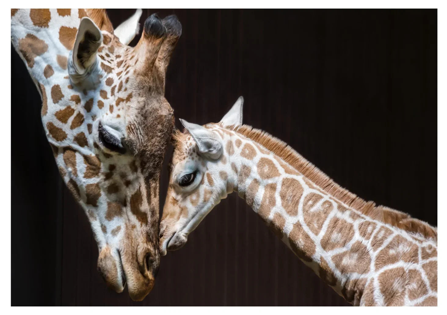 Giraffe 1 | Wall Art Print - Final Touch Decor