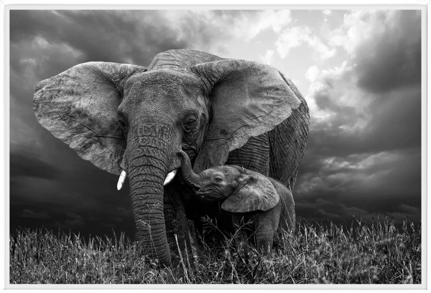Elephant 1 | Wall Art Print - Final Touch Decor