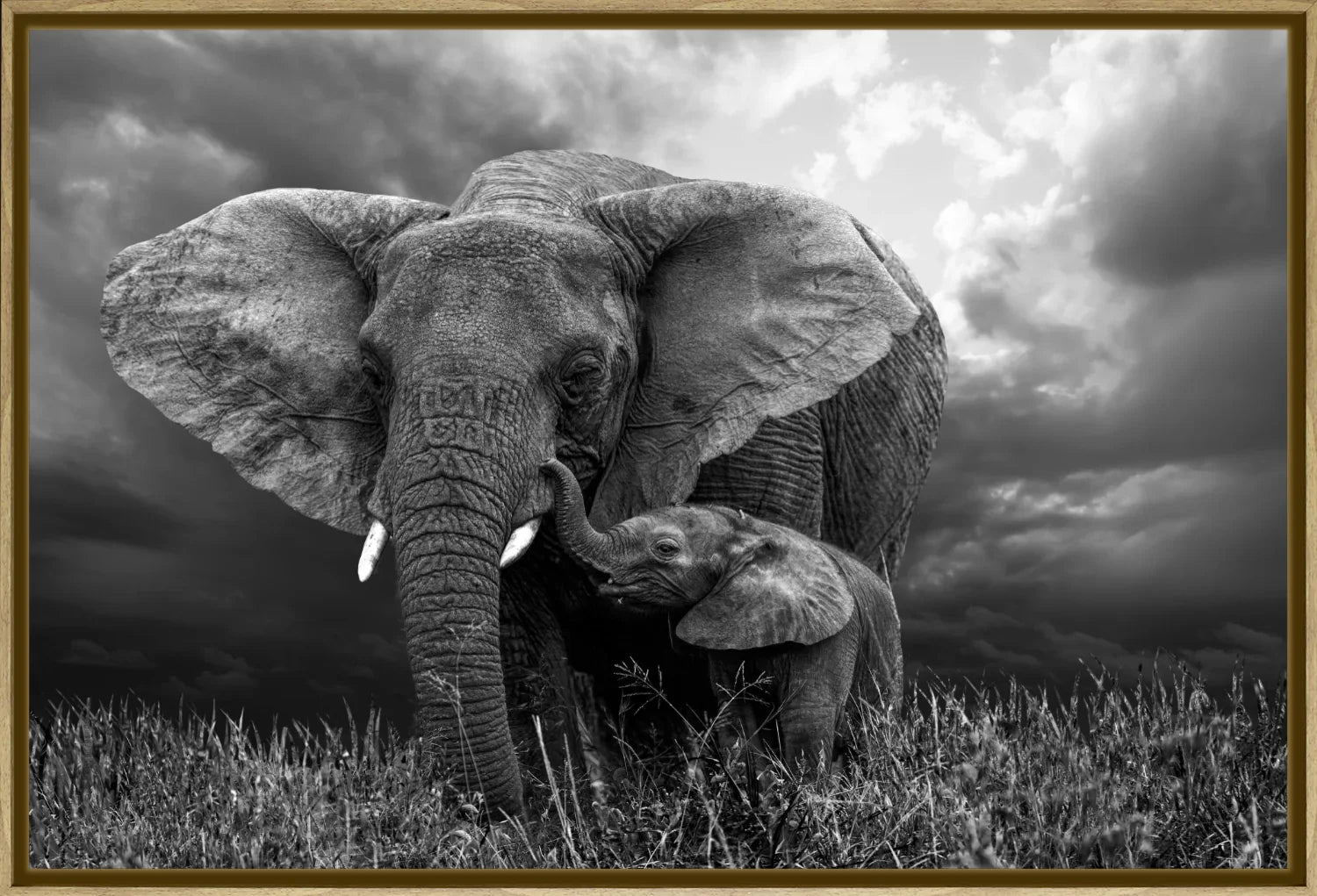 Elephant 1 | Wall Art Print - Final Touch Decor