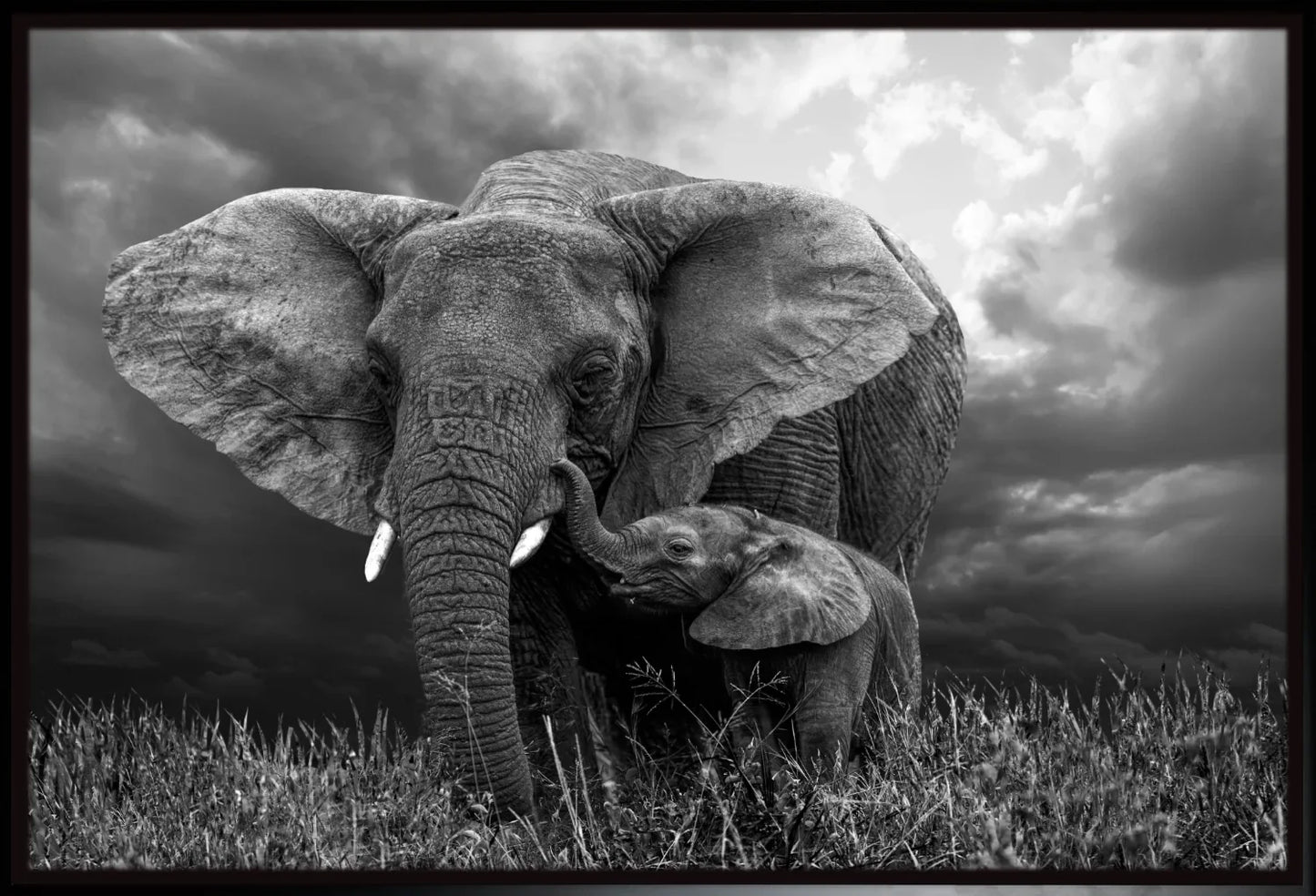 Elephant 1 | Wall Art Print - Final Touch Decor