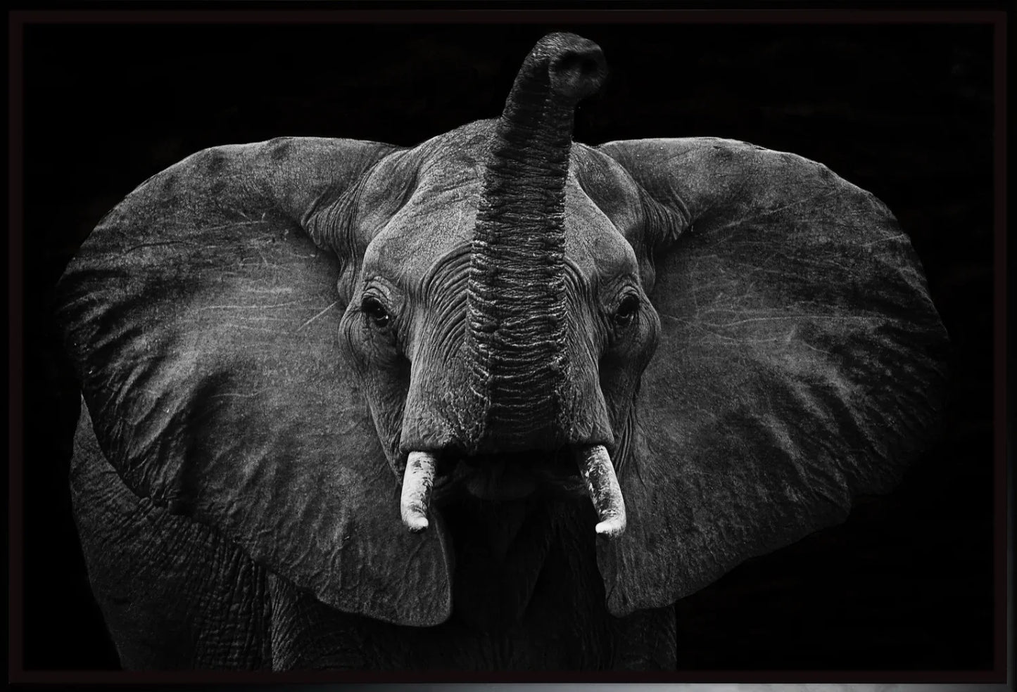 Elephant 2 | Wall Art Print - Final Touch Decor