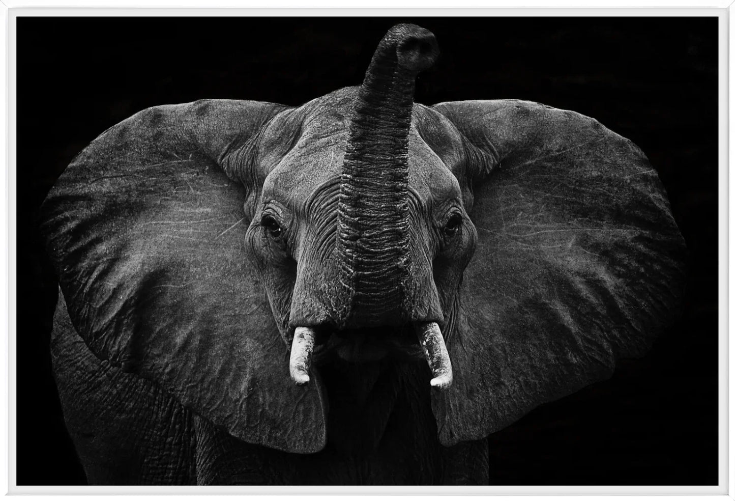 Elephant 2 | Wall Art Print - Final Touch Decor