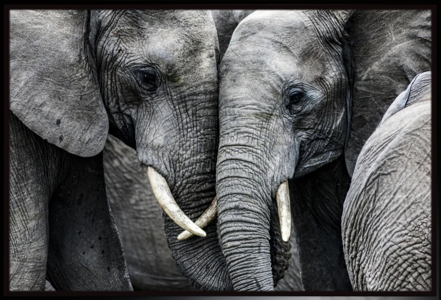 Elephant 3 | Wall Art Print - Final Touch Decor